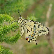 Papilio machaon © P. Gourdain